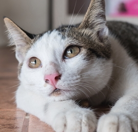 猫の目の病気の症状  日本ペットシッターサービス
