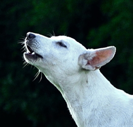 吠える犬のしつけ方 日本ペットシッターサービス
