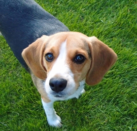 犬がご飯を食べない場合 考えられる理由と対処法 日本ペットシッターサービス