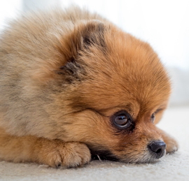 犬が糖尿病になった際の対処法 日本ペットシッターサービス