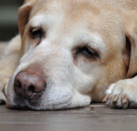 老犬の認知症 日本ペットシッターサービス