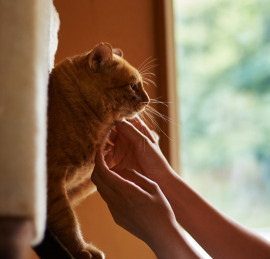 声やしぐさ 行動から探る猫の本当の気持ち 日本ペットシッターサービス