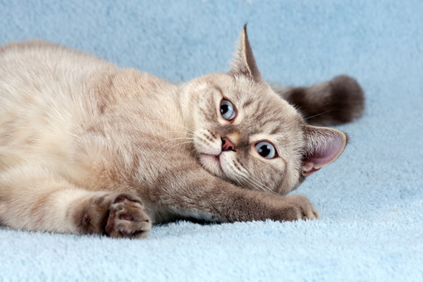 ヒゲの向きで猫の気持ちがわかる 猫のヒゲの秘密とは 日本ペットシッターサービス