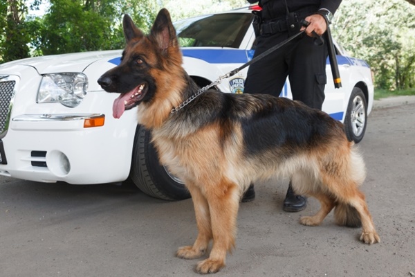 仕事をする犬をご紹介 人々の安全や生活をサポートしてくれる犬たち 日本ペットシッターサービス