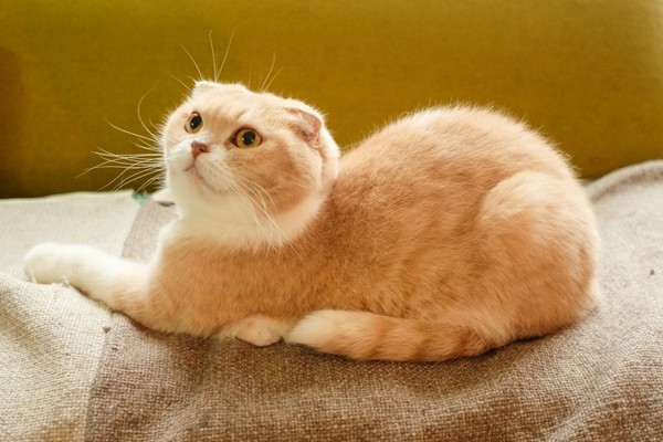 スコティッシュフォールド【Scottish Fold】 | 日本ペットシッターサービス