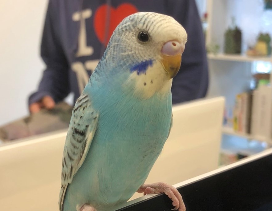 ペットちゃんのご紹介 セキセイインコのチャオちゃん 日本ペットシッターサービス西東京店 西東京市 東久留米市 小平市