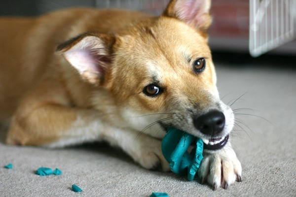 犬の誤飲 誤食や拾い食い 予防のポイントやしつけ方とは 日本ペットシッターサービス