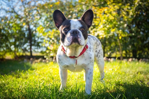 フレンチブルドッグ French Bulldog 日本ペットシッターサービス