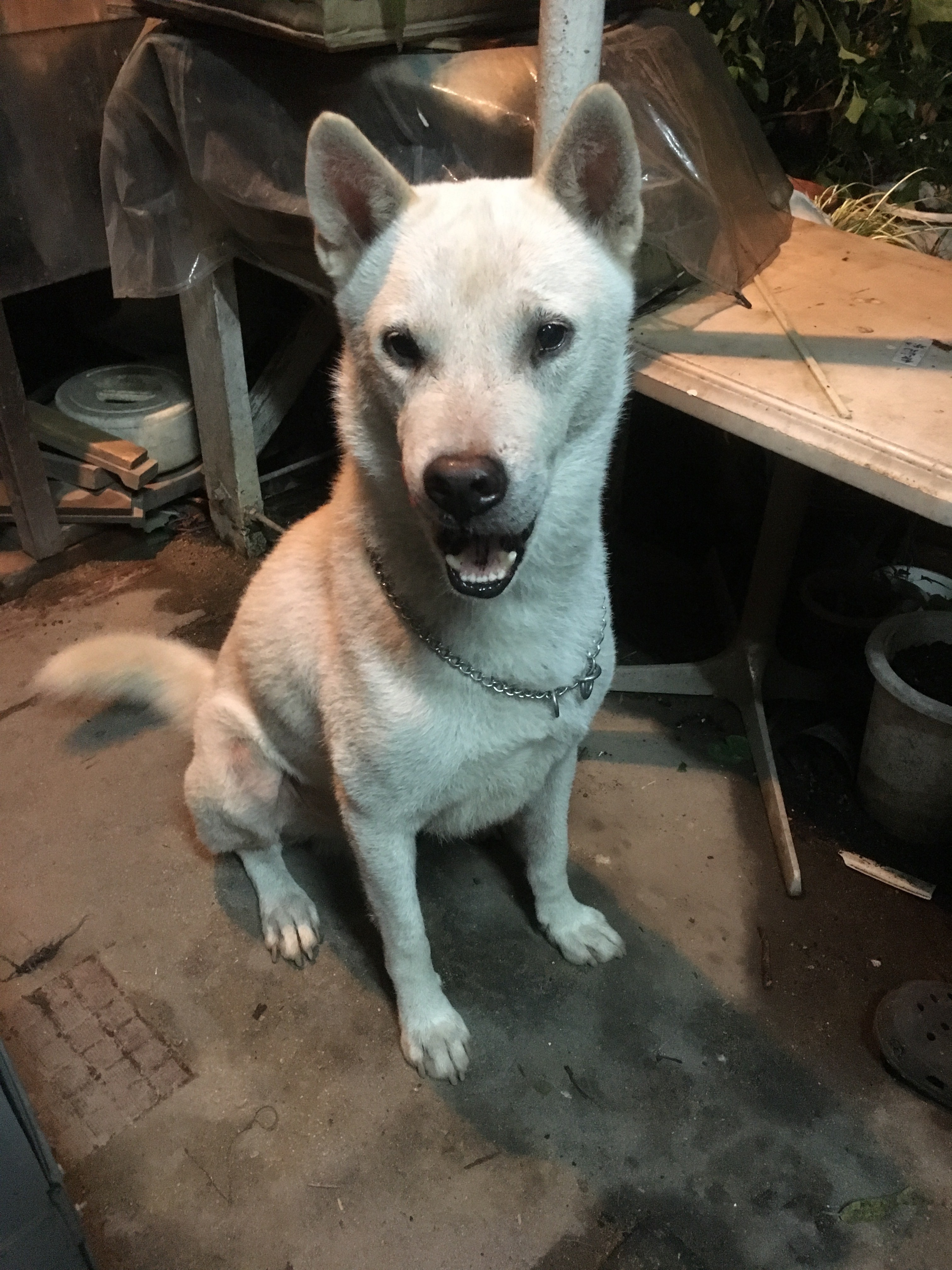 紀州犬のお世話 オンリートラスト／日本ペットシッターサービス東淀川店（大阪市）