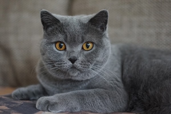 ブリティッシュショートヘア【British Shorthair】 | 日本ペットシッターサービス