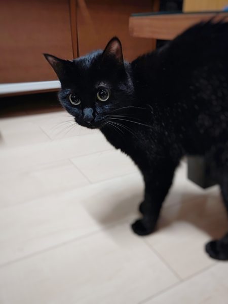 黒猫さんฅ•ω•ฅ 【福島 ペットシッター】 | モモトセ／日本ペット 