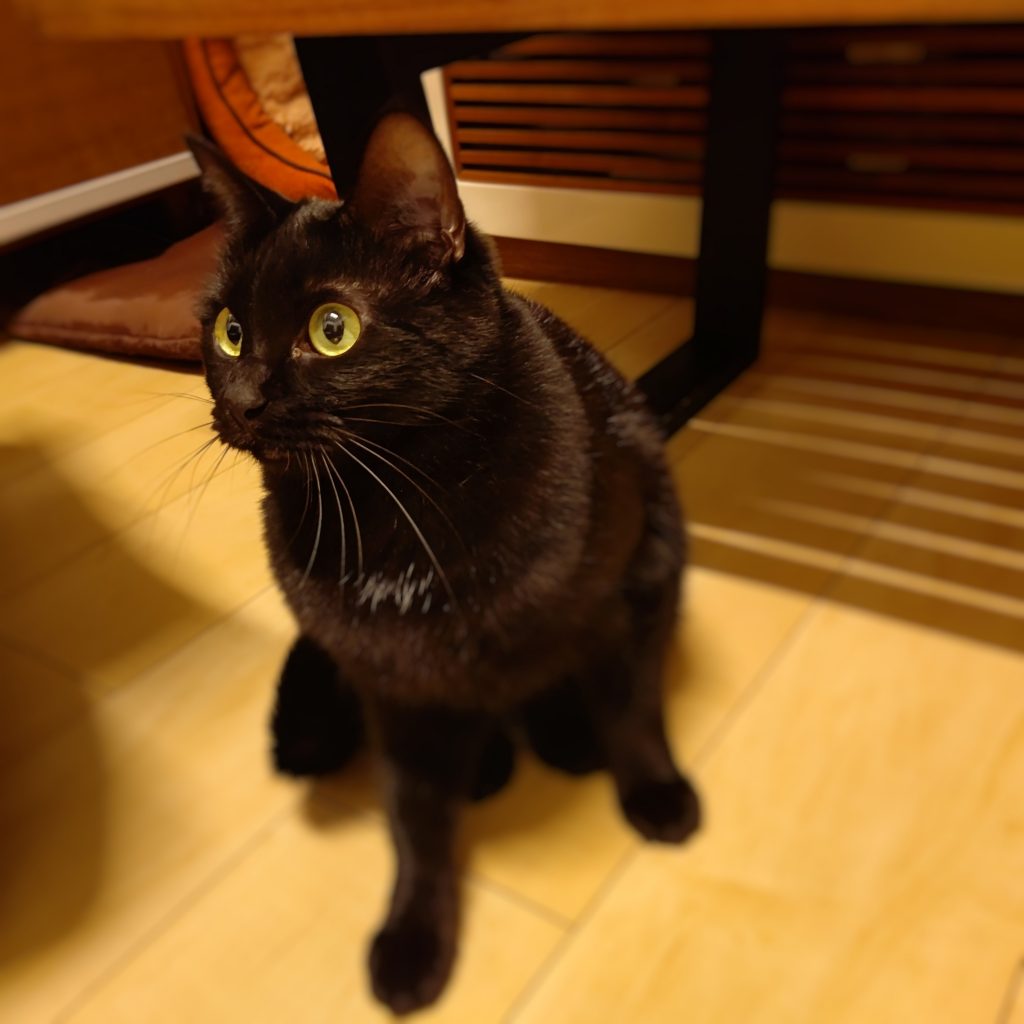 限定販売 Vanityme CAT ￤ ハロウィン 黒猫 コスプレ 猫 chouja.fishing