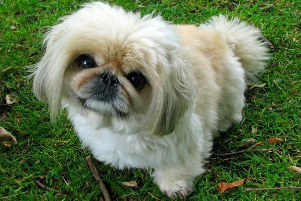 ペキニーズ【Pekingese】 | 日本ペットシッターサービス