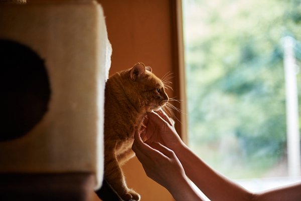 猫との引っ越し ストレスをかけないことが大切！  日本ペット 