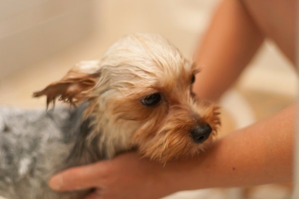 犬のシャンプーですっきり お家で洗うコツ 日本ペットシッターサービス