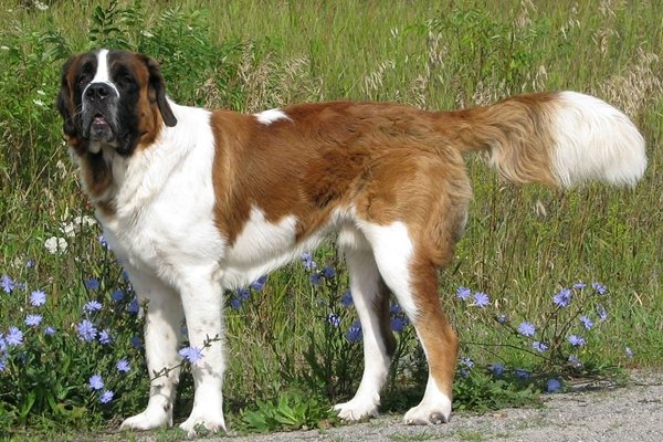 セントバーナード St Bernard 日本ペットシッターサービス