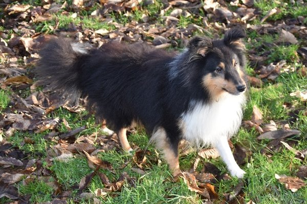 シェットランドシープドッグ Shetland Sheepdog 日本ペットシッターサービス