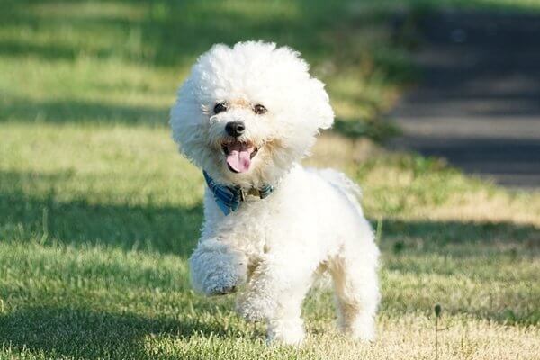 ビションフリーゼ Bichon Frise 日本ペットシッターサービス