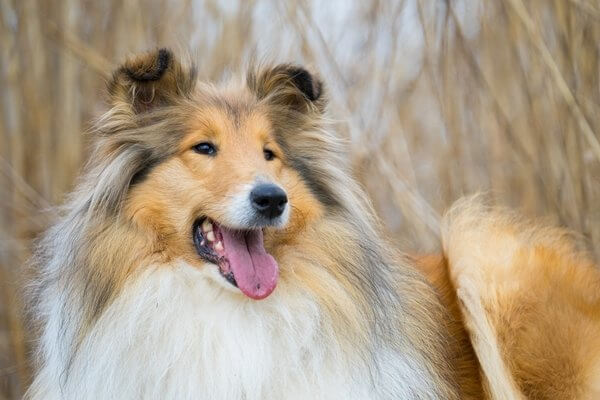 ラフコリー【Rough Collie】 | 日本ペットシッターサービス