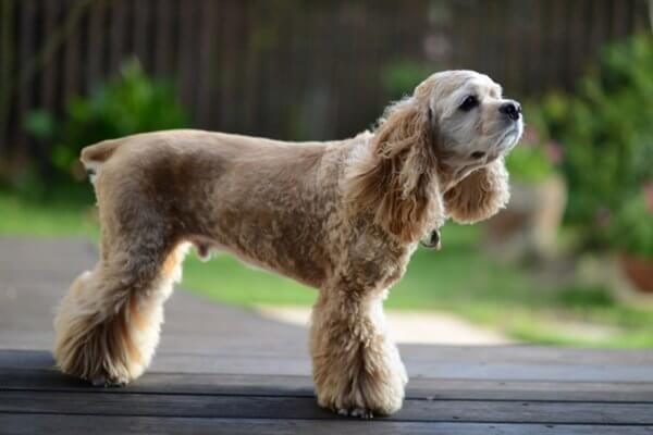 アメリカンコッカースパニエル【American Cocker Spaniel