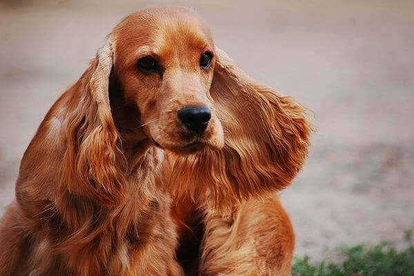 イングリッシュコッカースパニエル【English Cocker Spaniel