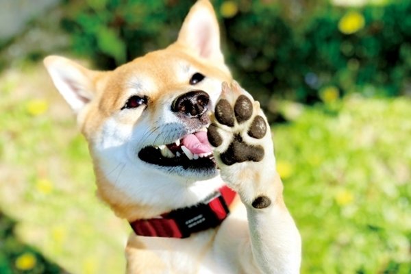 愛犬の肉球を大切に 知っておきたい役割と注意点 日本ペットシッターサービス