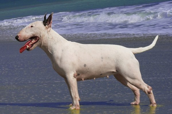 ブルテリア Bull Terrier 日本ペットシッターサービス