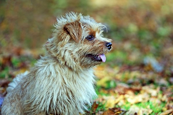 ノーフォークテリア【Norfolk Terrier】 | 日本ペットシッターサービス