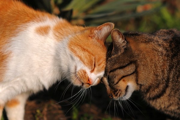 ねこ ペットにまたこすりつけ