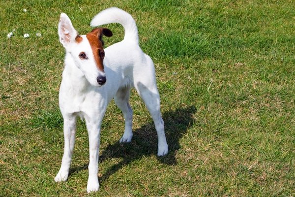 スムースフォックステリア【Smooth Fox Terrier】の写真(東京都千代田区)