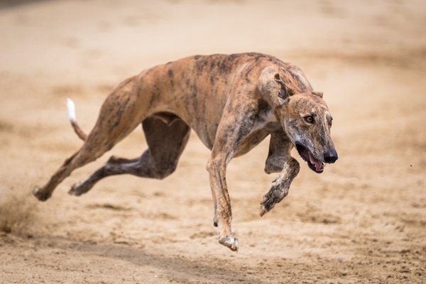 グレーハウンド【Greyhound】 | 日本ペットシッターサービス