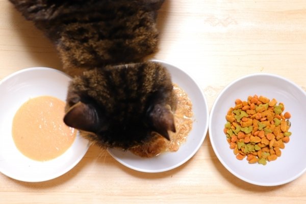 犬 猫 ペット トップ ご飯食べたがる