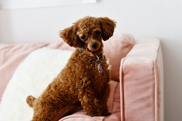 ミニチュアプードル【Miniature Poodle】の写真(東京都千代田区)