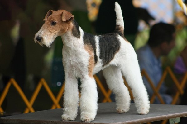 ワイアーフォックステリア Wire Fox Terrier 日本ペットシッターサービス