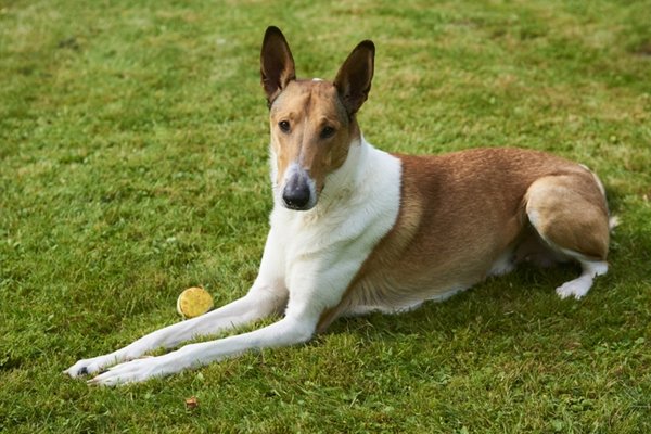 スムースコリー【Smooth Collie】の写真(東京都千代田区)