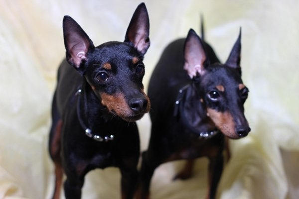 トイマンチェスターテリア Toy Manchester Terrier 日本ペットシッターサービス