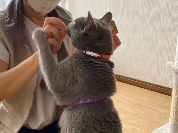 猫多頭ペットホテル