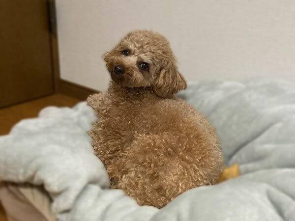 犬トイプードルペットホテル