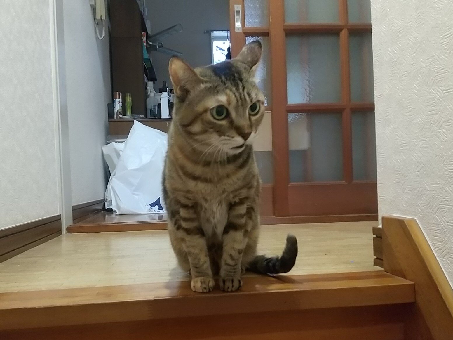 みーちゃん様専用　リサXL猫屋