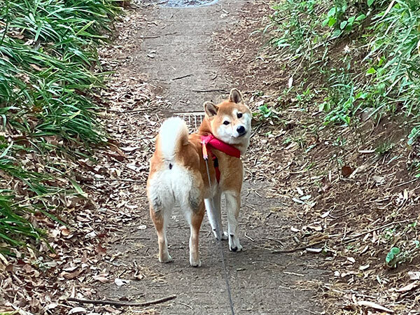 柴犬ペットホテル散歩