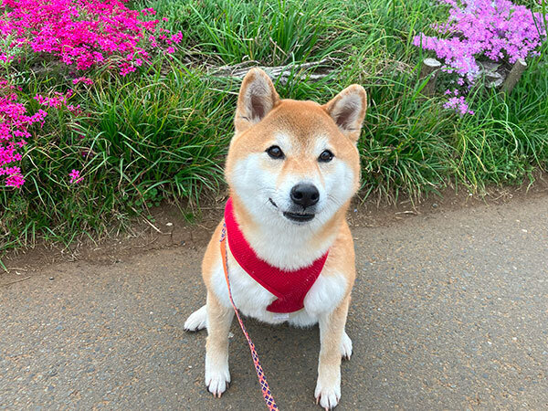 柴犬ペットホテル散歩