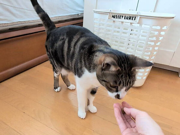 猫ペットシッター