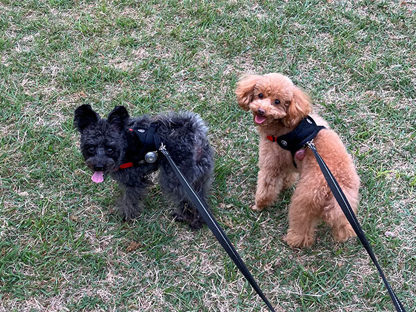 小型犬トイプードル×シュナウザー　ペットホテル