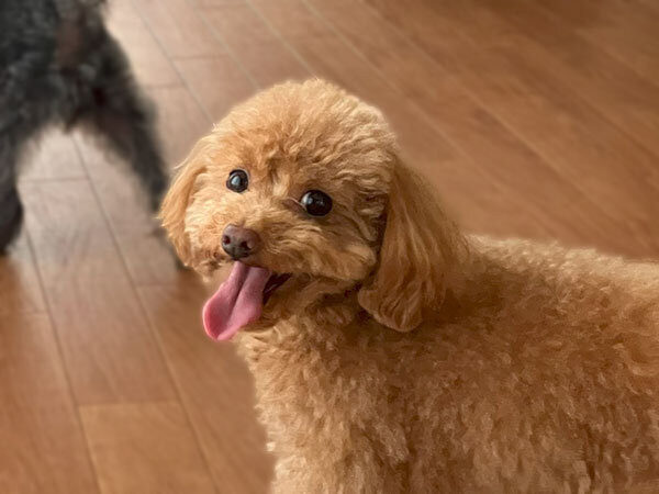 小型犬トイプードルペットホテル