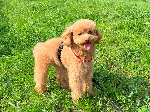 小型犬トイプードルペットホテル散歩