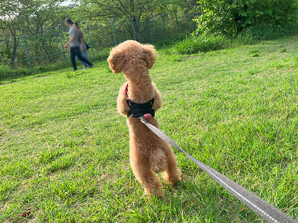 小型犬トイプードルペットホテル散歩