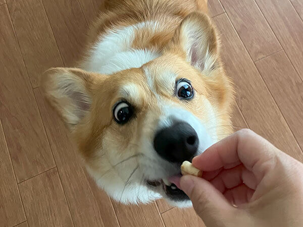 中型犬ウェルシュコーギーのペットホテル