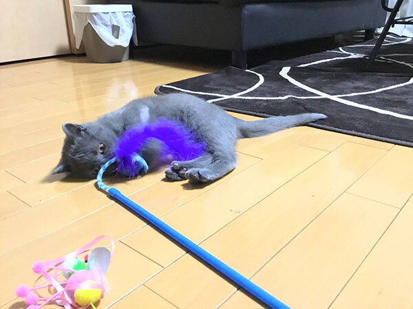 猫ペットシッター