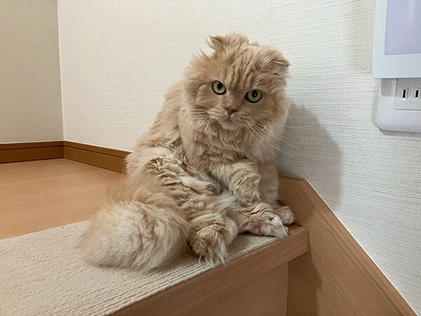 猫ペットシッター