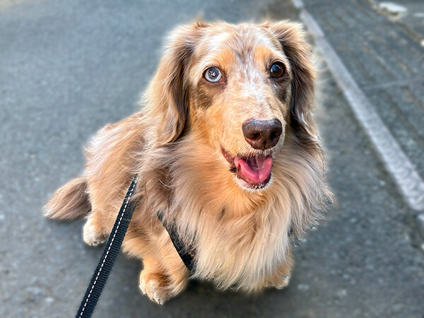 小型犬Mダックスペットホテル